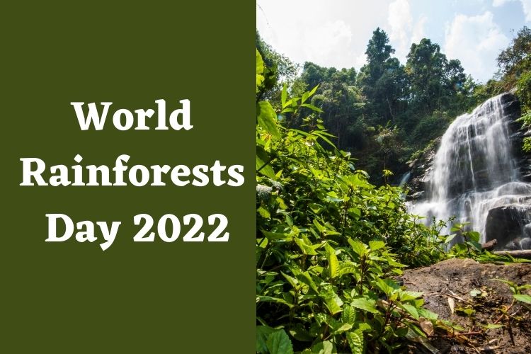 World Rainforests Day: Know The Significance Behind The Celebration 