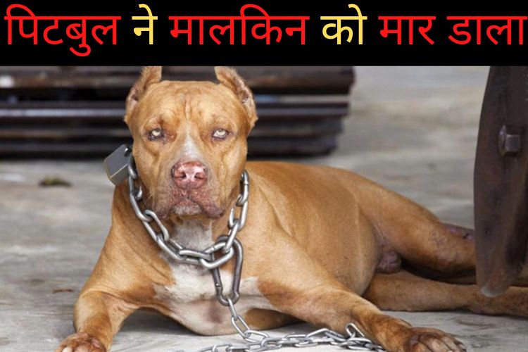 पालतू Pitbull ने ली अपनी ही मालकिन की जान,  छत पर टहलाने के सयम किया हमला 